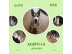 Adopt ARABELLA a Siberian Husky