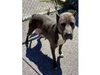 Adopt BLUBERRY a Pit Bull Terrier