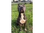 Adopt BLUBERRY a Pit Bull Terrier