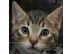 Adopt Big Red a Domestic Short Hair