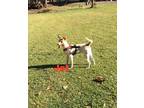 Adopt Jet a White - with Red, Golden, Orange or Chestnut English Pointer / Mixed