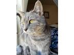 Adopt Blue a Gray, Blue or Silver Tabby Domestic Shorthair (short coat) cat in