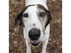 Adopt Magnolia a Hound