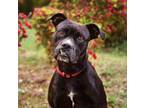 Adopt Rose a Boxer, Mixed Breed