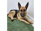 Adopt Dutchess a German Shepherd Dog, Mixed Breed