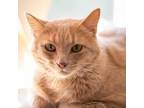 Adopt Butters a Orange or Red Domestic Shorthair / Mixed cat in Cumming