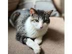 Adopt Maple a Domestic Short Hair