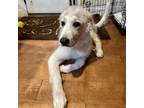 Adopt Rhea a Great Pyrenees, Mixed Breed