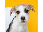 Adopt Wendy a Terrier