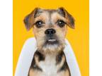 Adopt Lizzie a Terrier