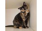 Adopt Paris a Calico or Dilute Calico Domestic Shorthair / Mixed cat in