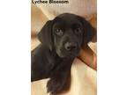 Adopt Lychee Blossom a Labrador Retriever, Mountain Cur