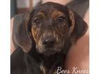 Adopt Bees Knees a Labrador Retriever, Mountain Cur