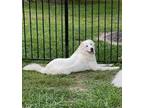 Adopt Lennie HTX a White Great Pyrenees dog in Statewide, TX (38274985)