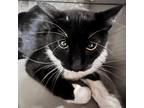 Adopt Hailey a All Black Domestic Shorthair / Mixed cat in Kanab, UT (38422723)