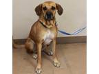 Adopt LINDA a Bloodhound / Mixed Breed (Medium) / Mixed dog in Kyle