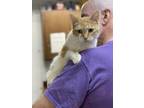 Adopt Opal a Orange or Red Domestic Shorthair / Domestic Shorthair / Mixed cat