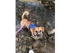 Adopt Opal a Hound, Mixed Breed