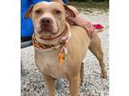 Adopt Max a Tan/Yellow/Fawn - with White Shar Pei / Mixed Breed (Medium) / Mixed