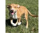 Adopt Swifty a Mixed Breed