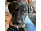 Adopt Olivia Benson a German Shorthaired Pointer, Labrador Retriever
