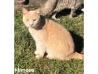 Adopt Mimosa a Domestic Shorthair / Mixed (short coat) cat in Nashville