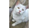 Adopt Hedwig a Domestic Shorthair / Mixed (short coat) cat in Nashville