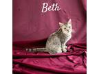 Adopt Beth a Domestic Shorthair / Mixed (short coat) cat in Nashville