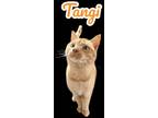 Adopt Tangi a Domestic Shorthair / Mixed (short coat) cat in Nashville