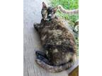 Adopt Jasmine a Domestic Shorthair / Mixed (short coat) cat in Nashville