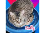 Adopt Sally a Domestic Shorthair / Mixed (short coat) cat in Nashville