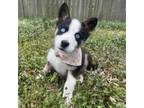 Adopt Furryosa a Siberian Husky, Australian Shepherd