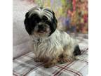 Adopt Sandile a Shih Tzu