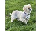 Adopt Pichu a Pekingese