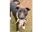 Adopt Jongo a American Staffordshire Terrier / Greyhound / Mixed dog in Gautier
