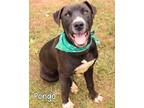 Adopt Pongo a Labrador Retriever / American Staffordshire Terrier / Mixed dog in