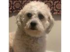 Adopt Beauty a Shih Tzu, Bichon Frise