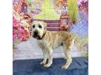 Adopt Krystal a Wheaten Terrier