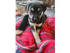 Adopt Flirt a Black and Tan Coonhound, Mixed Breed