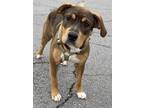 Adopt Betty a Mixed Breed (Medium) / Mixed dog in Little Rock, AR (37900549)