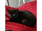 Adopt Baby Spice a Domestic Short Hair