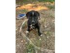 Adopt Daisy of Mario & Friends a Black Shepherd (Unknown Type) / Pit Bull