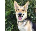 Adopt GIA a Tan/Yellow/Fawn - with Black German Shepherd Dog / Mixed dog in