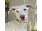 Adopt BAILEY a White Whippet / Mixed dog in Pasadena, CA (38631707)