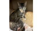 Adopt MISSY a Domestic Short Hair