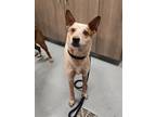 Adopt LILO a Australian Terrier, Australian Cattle Dog / Blue Heeler