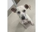 Adopt LILA a Pointer, Australian Cattle Dog / Blue Heeler