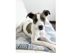 Adopt Chip Litter - Pringles a Pit Bull Terrier, Mixed Breed