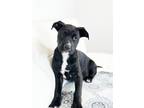 Adopt Chip Litter - Cheetos a Pit Bull Terrier, Mixed Breed