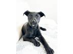 Adopt Chip Litter - Ruffles a Pit Bull Terrier, Mixed Breed